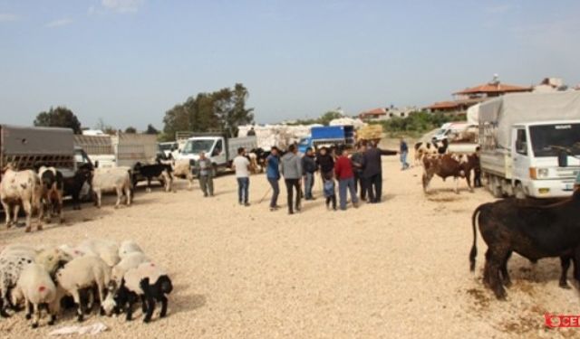 Türkiye Genelinde Şap Hastalığı Alarmı: Hayvan Pazarları Geçici Olarak Kapatıldı