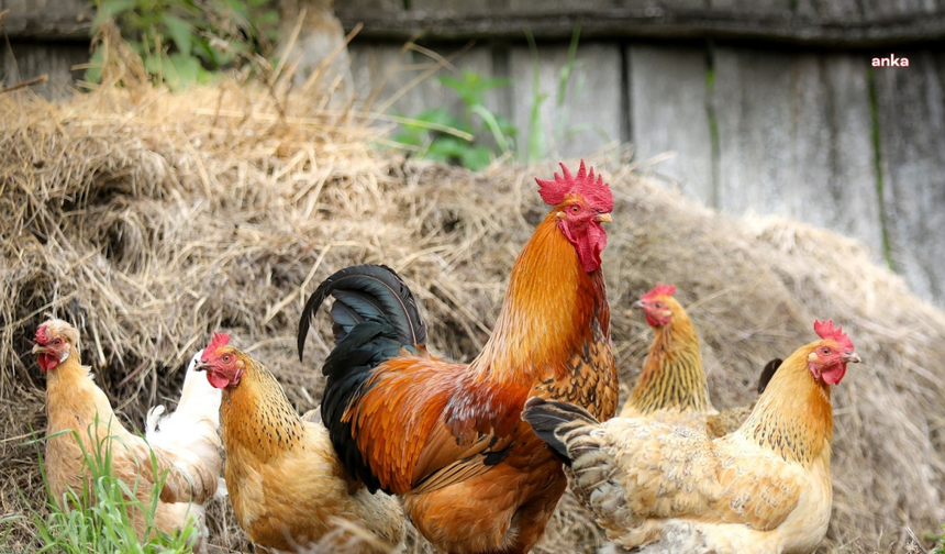 TÜİK: Nisan ayında tavuk eti üretimi yüzde 6,1, tavuk yumurtası üretimi yüzde 4,6 azaldı