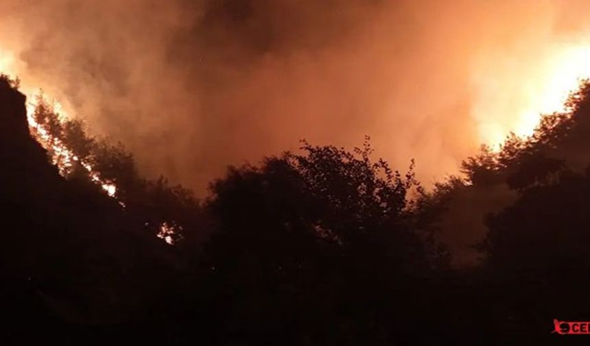 Her Geçen Gün Hatay'ın Ciğerleri Yok Oluyor